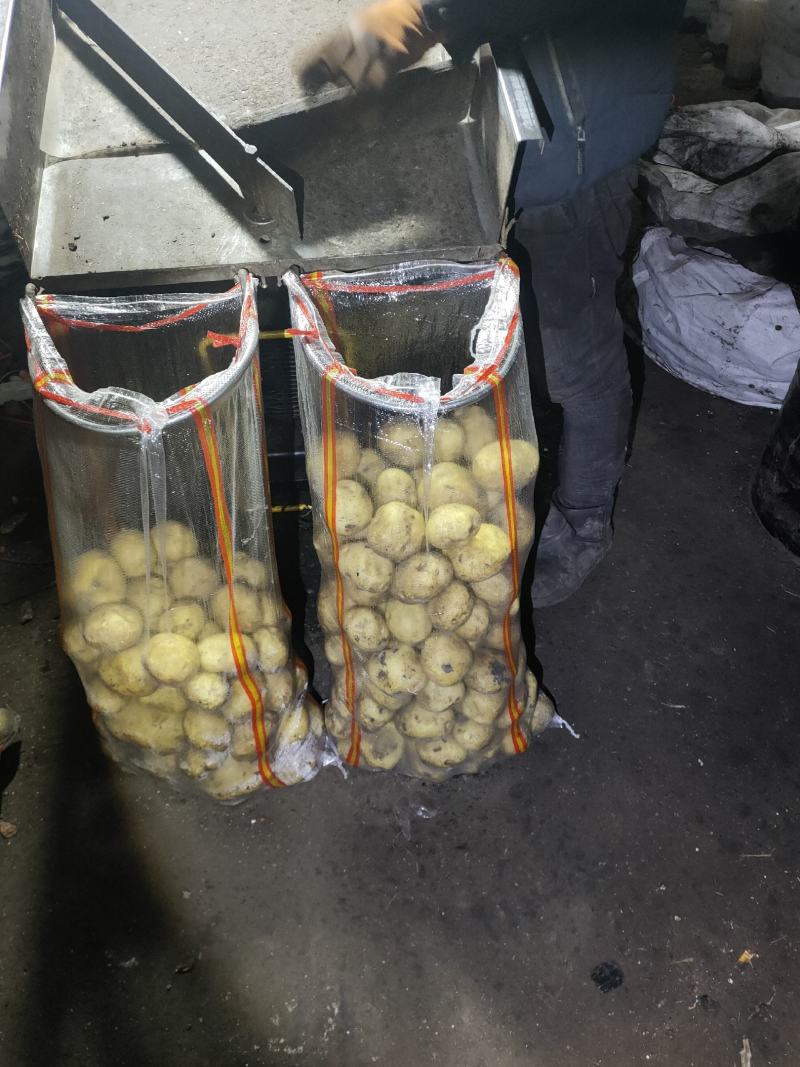 尤金885，黄心，您定价我出货，您说咱们能不能成交