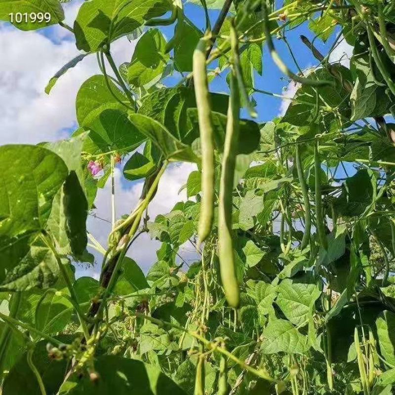云南豆角也来凑热闹脆脆嫩嫩的口感，做菜佳品，干煸、凉拌