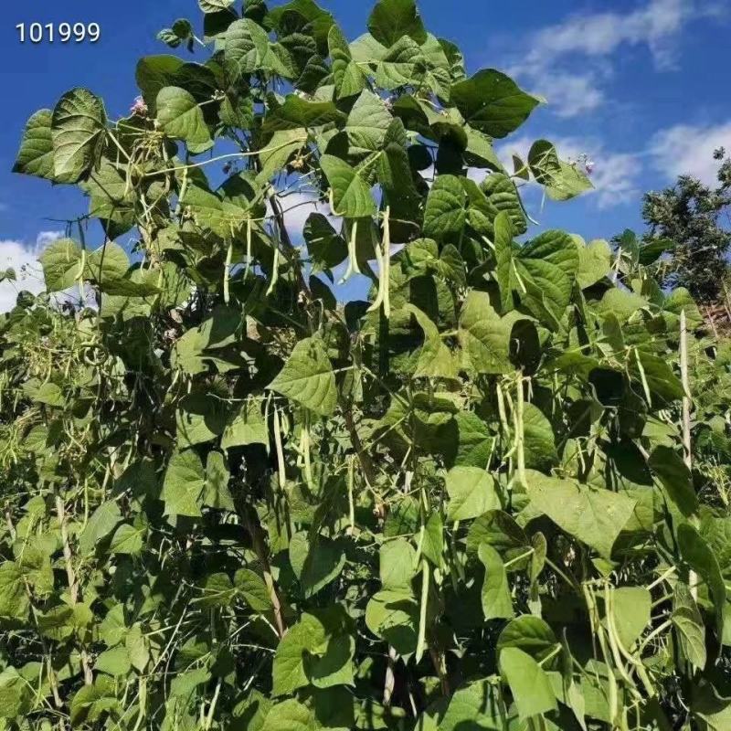 云南豆角也来凑热闹脆脆嫩嫩的口感，做菜佳品，干煸、凉拌