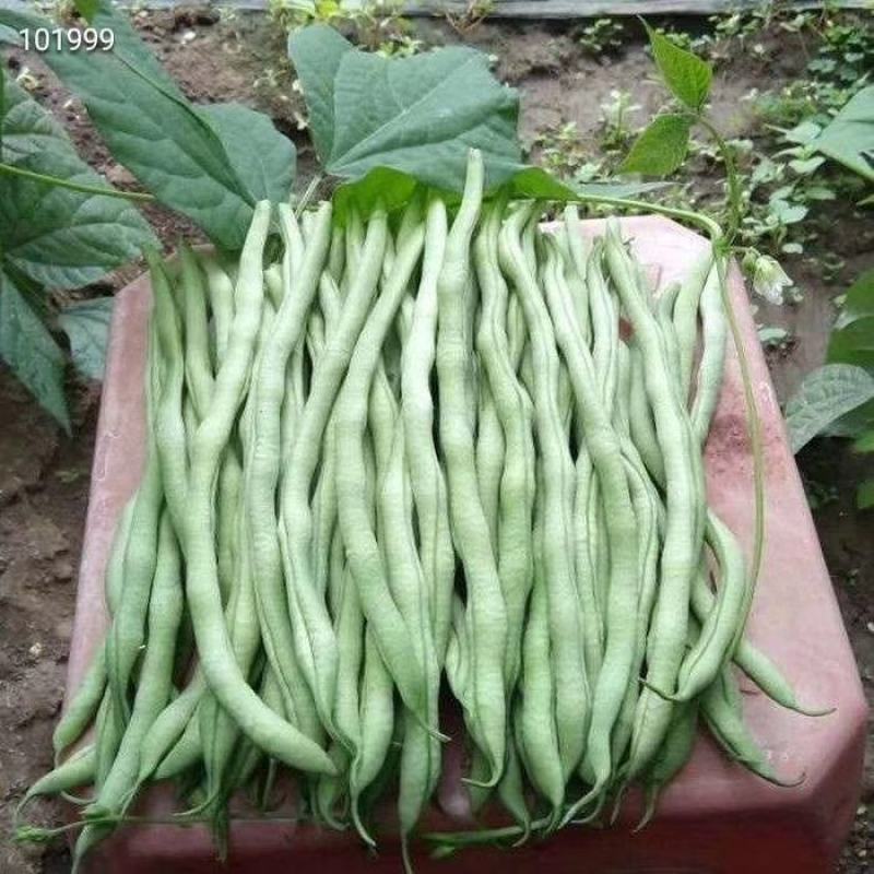 云南豆角也来凑热闹脆脆嫩嫩的口感，做菜佳品，干煸、凉拌