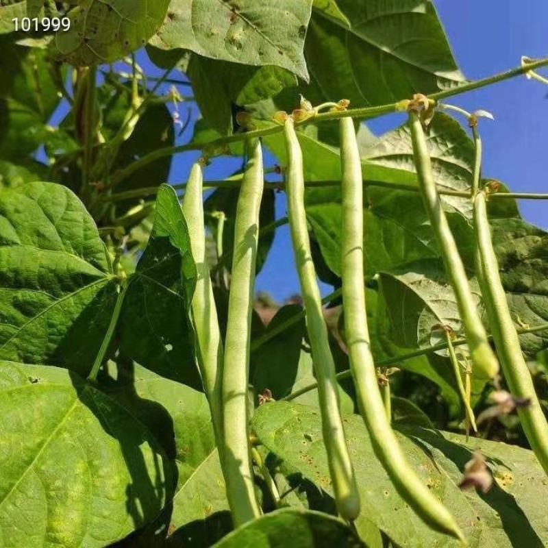 云南豆角也来凑热闹脆脆嫩嫩的口感，做菜佳品，干煸、凉拌