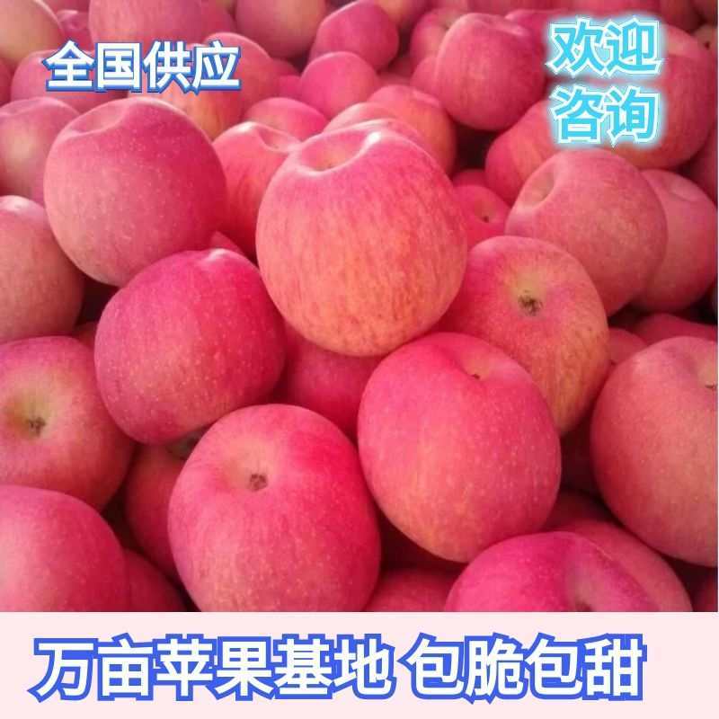 山东优质纸袋红富士苹果产地批发种植基地
