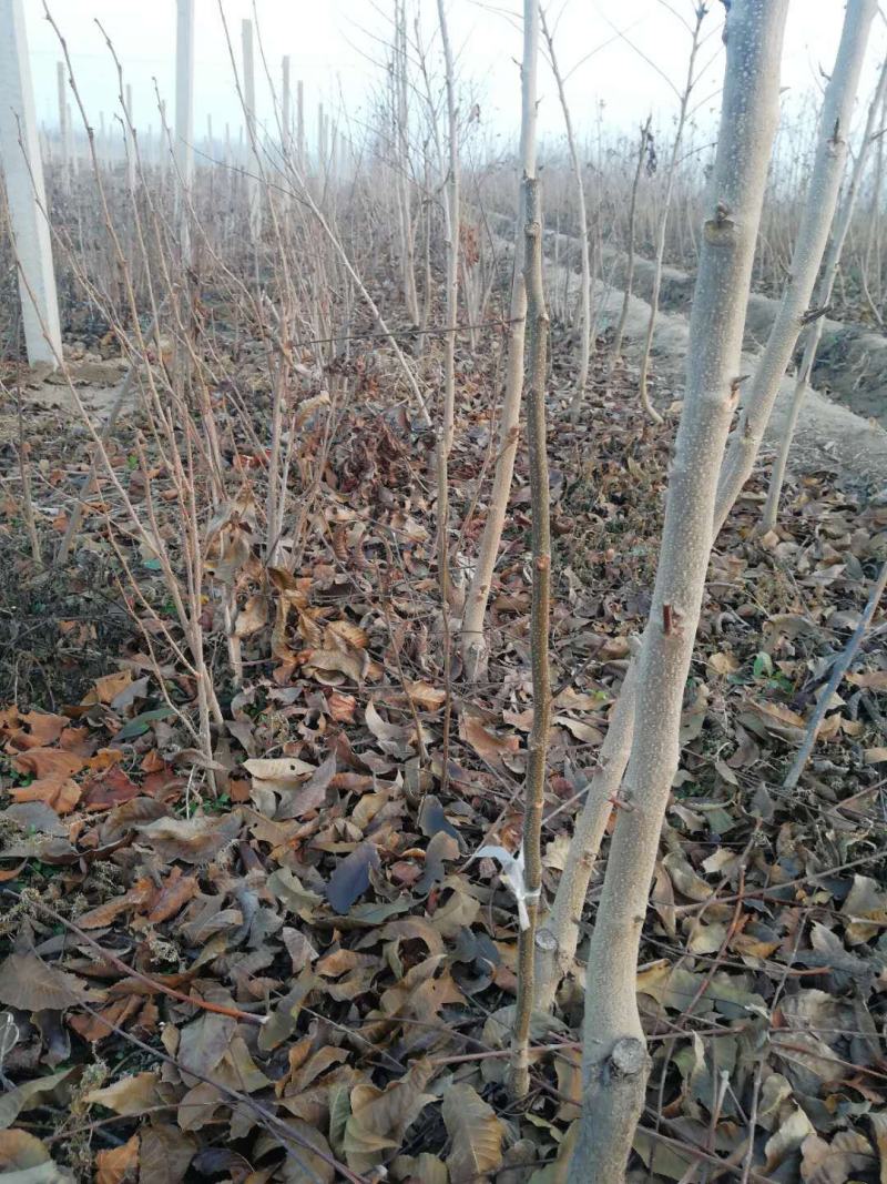 苗圃出售美国山核桃树苗碧根果树苗波尼马汉品种纯