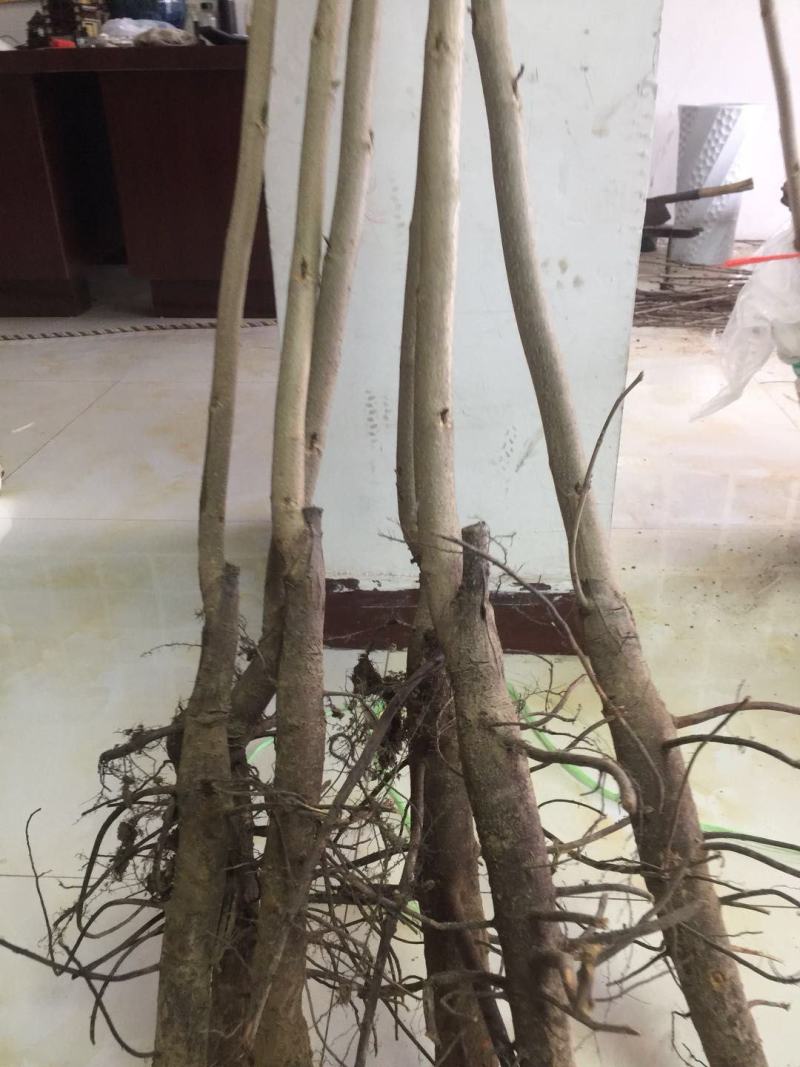 苗圃出售美国山核桃树苗碧根果树苗波尼马汉品种纯