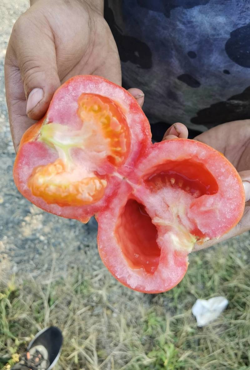 攀枝花市露天沙瓤番茄，色泽鲜亮，口感好，价格实惠