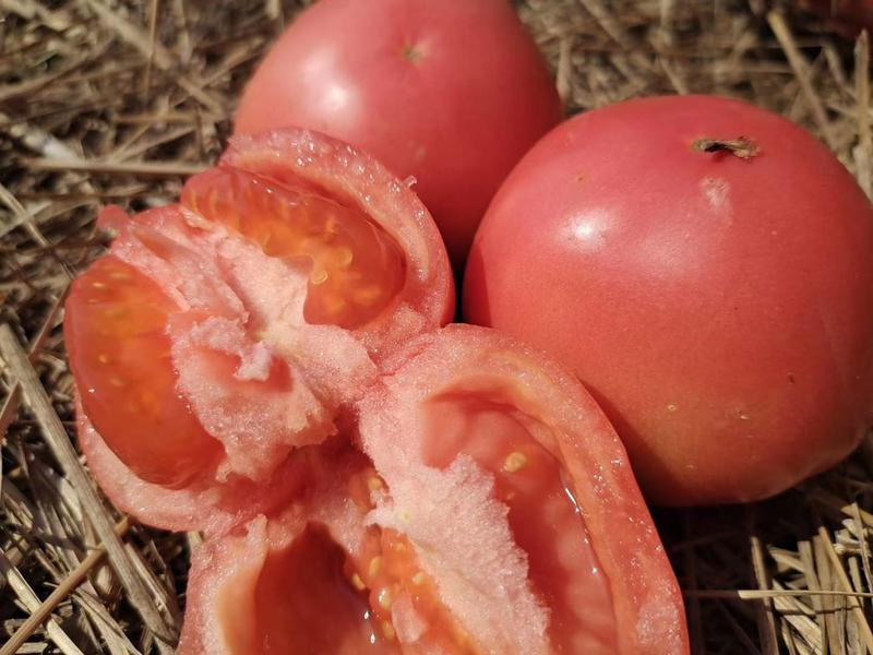 攀枝花市露天沙瓤番茄，色泽鲜亮，口感好，价格实惠