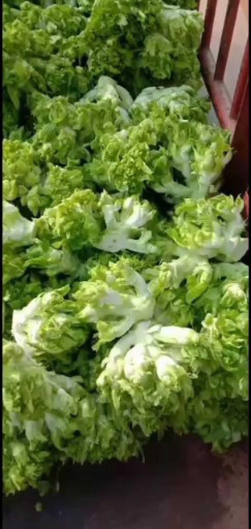 精品儿菜大量上市，欢迎全国朋友实地考察，提前预定量大从优