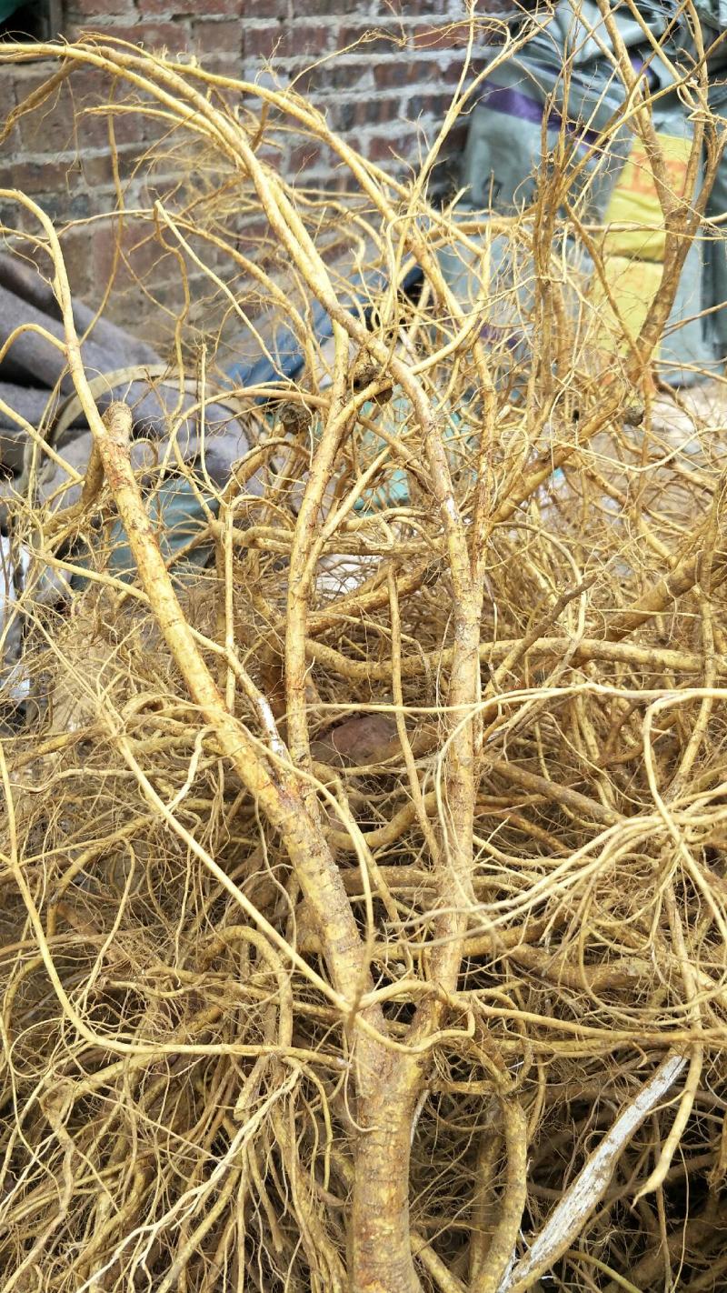 顺丰包邮！新鲜五指毛桃自产自销，当天挖当天发货，量大从优
