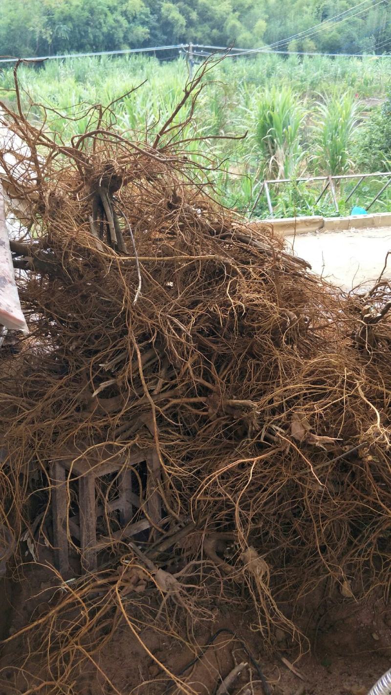 顺丰包邮！新鲜五指毛桃自产自销，当天挖当天发货，量大从优