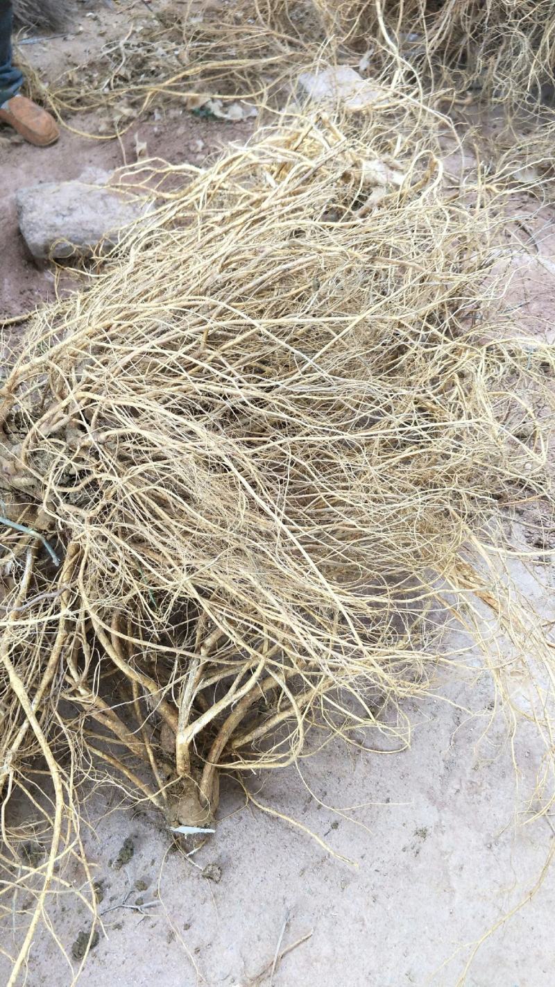 顺丰包邮！新鲜五指毛桃自产自销，当天挖当天发货，量大从优
