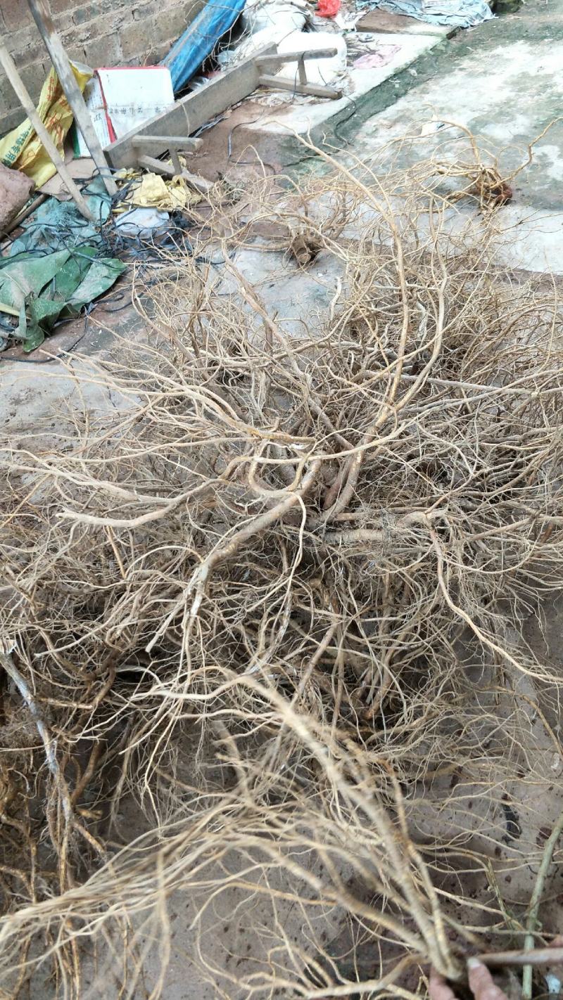 顺丰包邮！新鲜五指毛桃自产自销，当天挖当天发货，量大从优