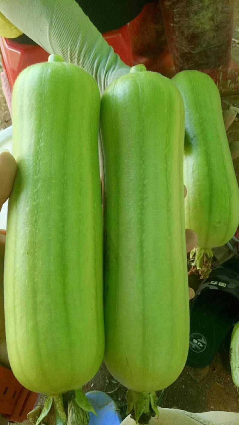 白丝瓜～广东基地反季节种植，一年四季都可以供货