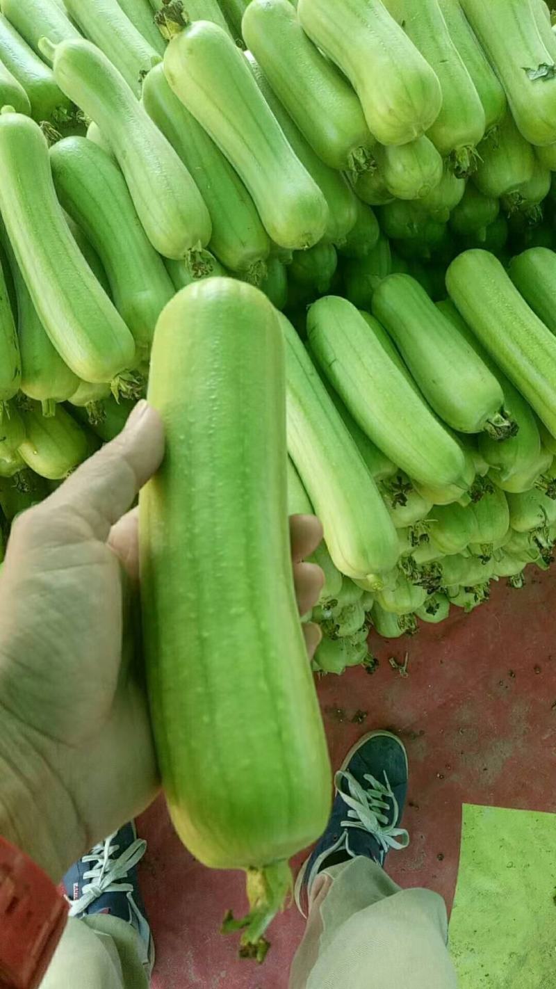 白丝瓜～广东基地反季节种植，一年四季都可以供货