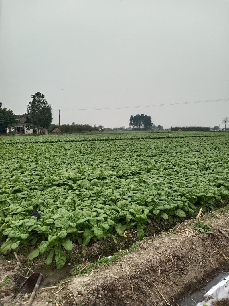 窝笋基地货源大量出货
