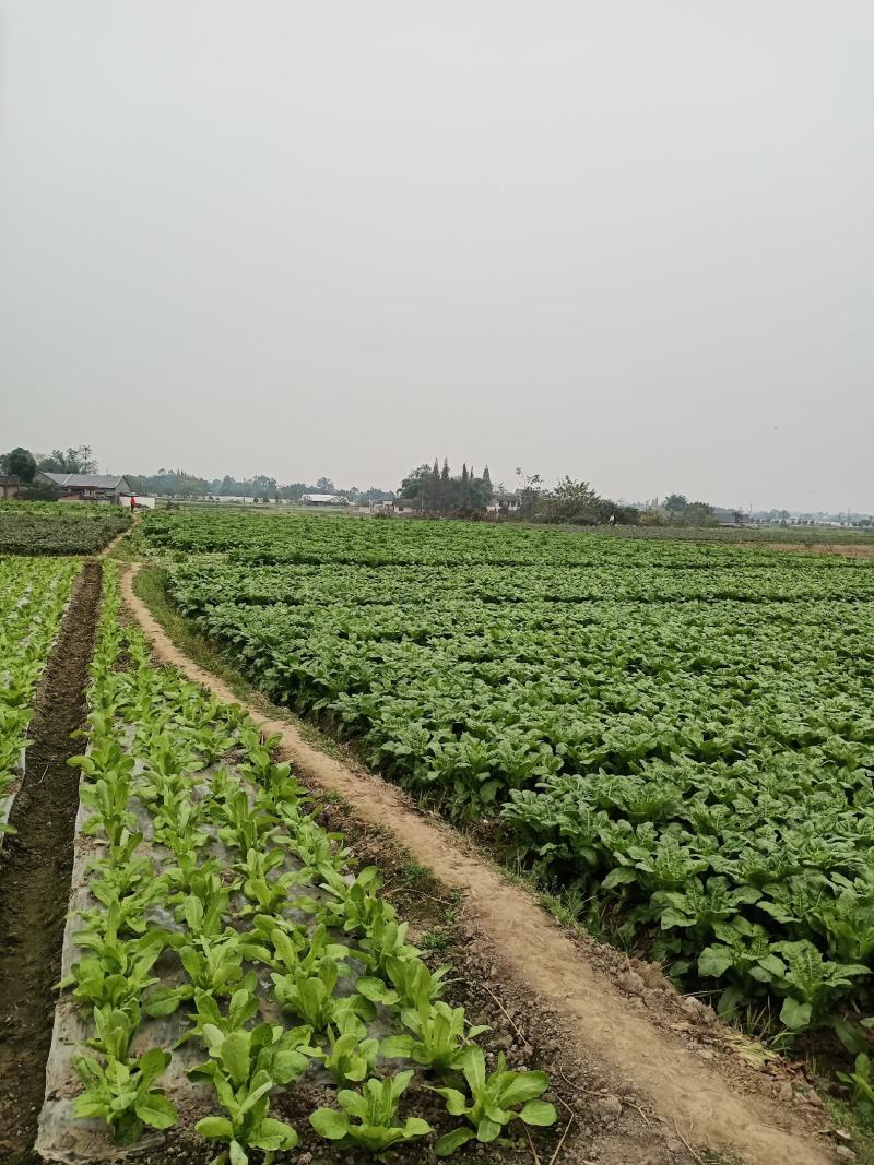 窝笋基地货源大量出货