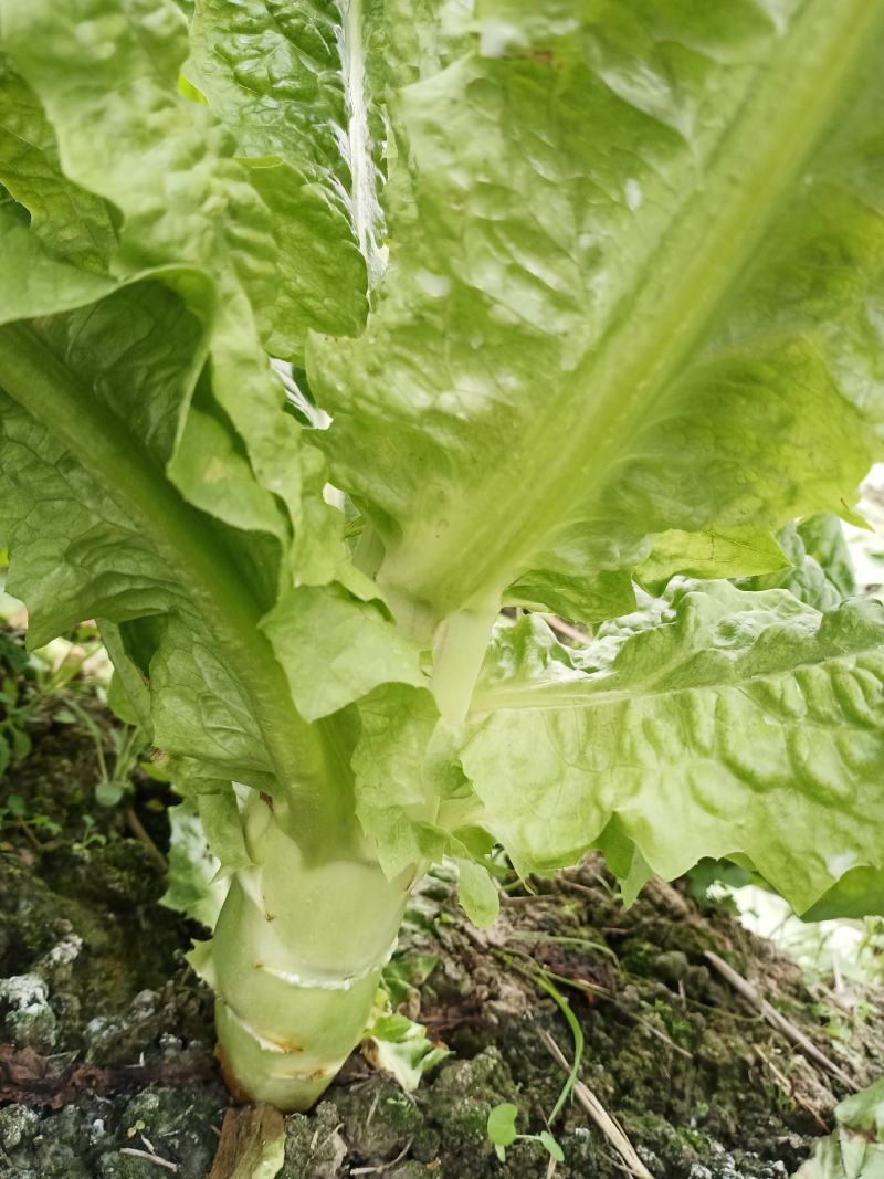窝笋基地货源大量出货