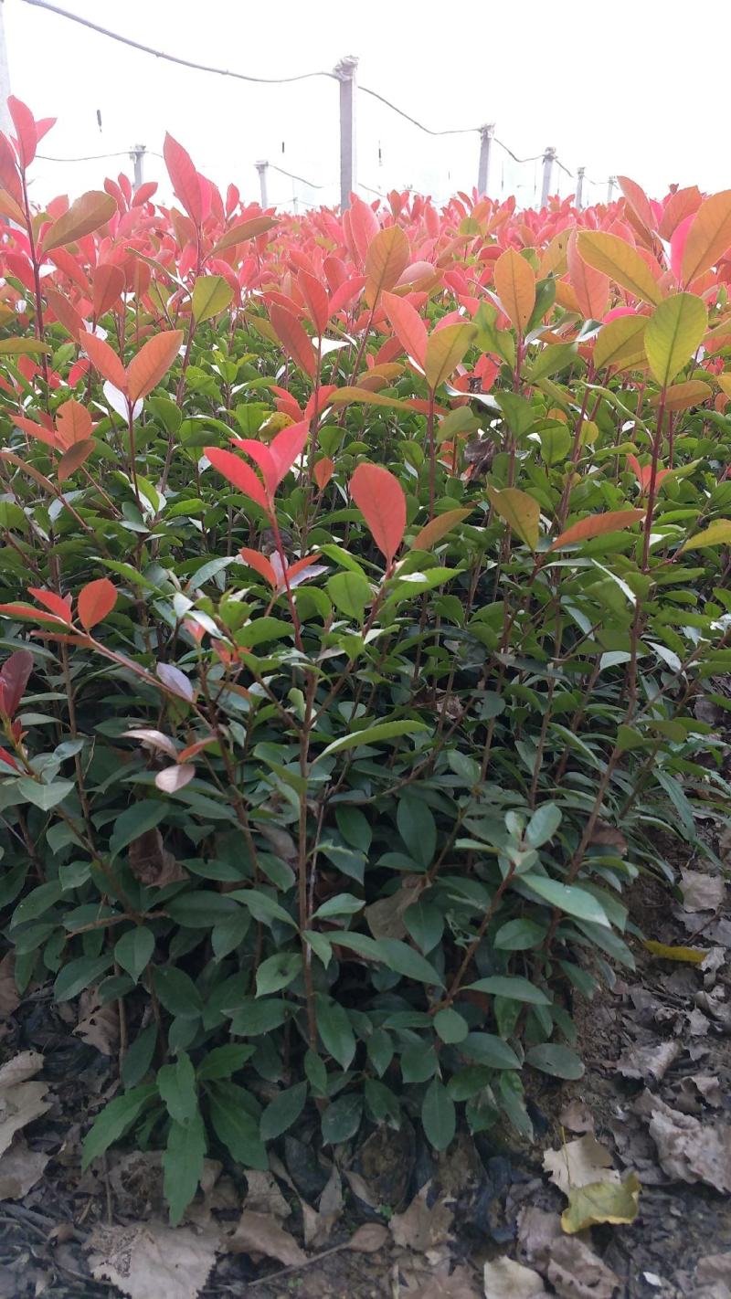 红叶石楠苗红叶石楠苗基地红叶石楠苗批发红叶石楠杯苗