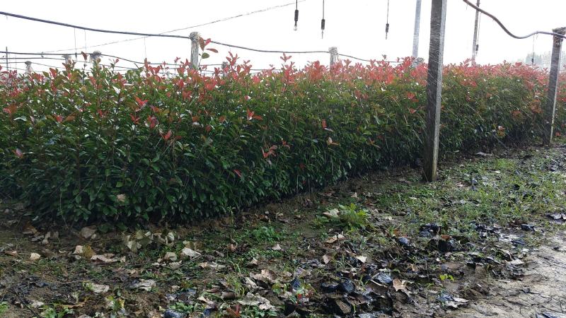 红叶石楠苗红叶石楠苗基地红叶石楠苗批发红叶石楠杯苗