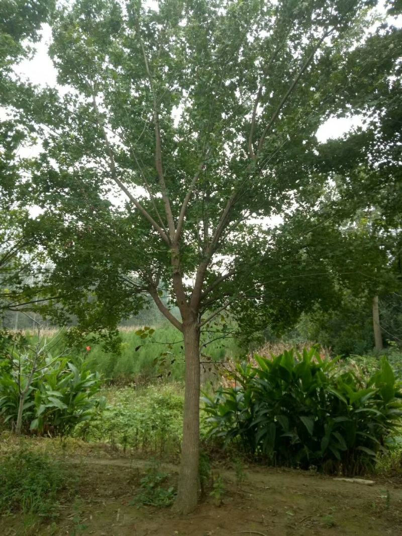 14公分元宝枫元宝枫元宝枫批发元宝枫基地