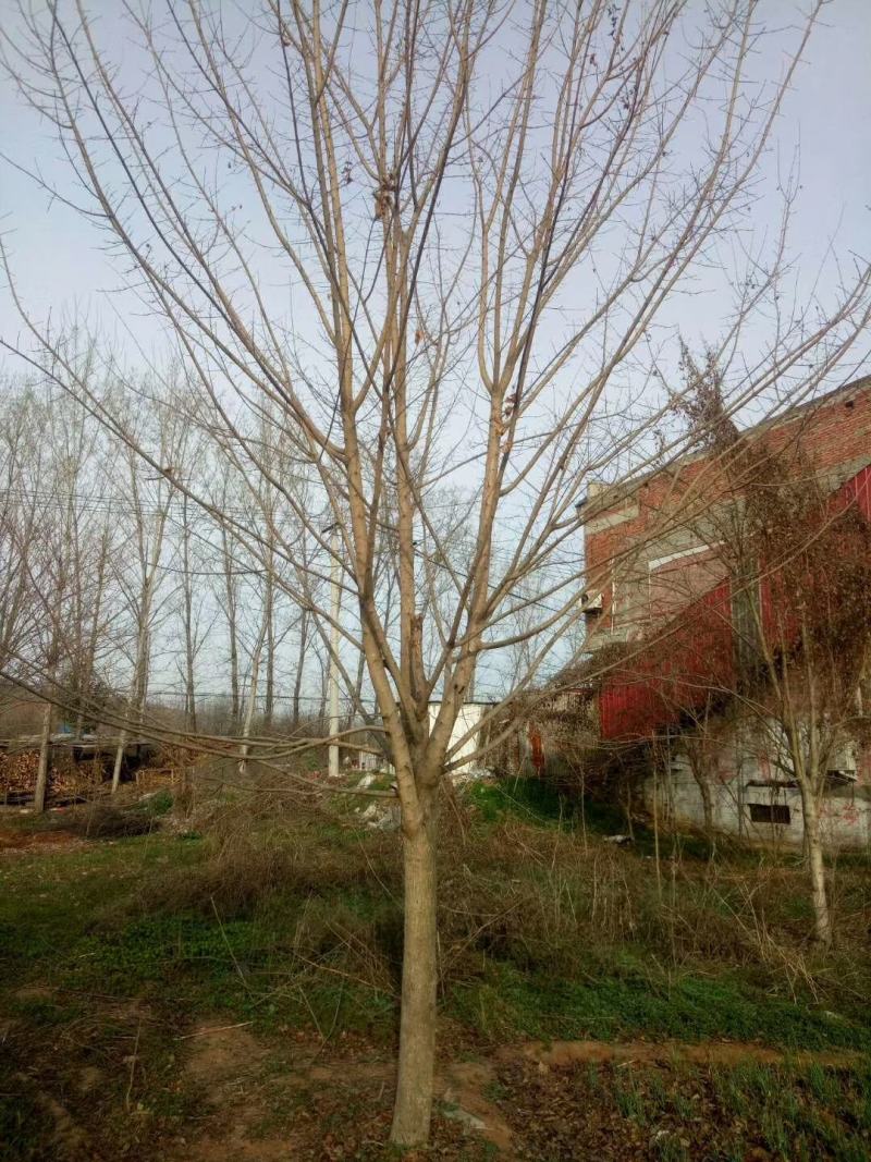 14公分元宝枫元宝枫元宝枫批发元宝枫基地