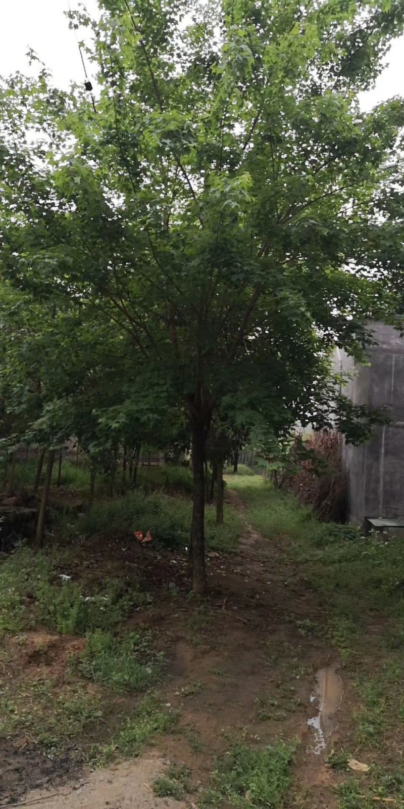 14公分元宝枫元宝枫元宝枫批发元宝枫基地