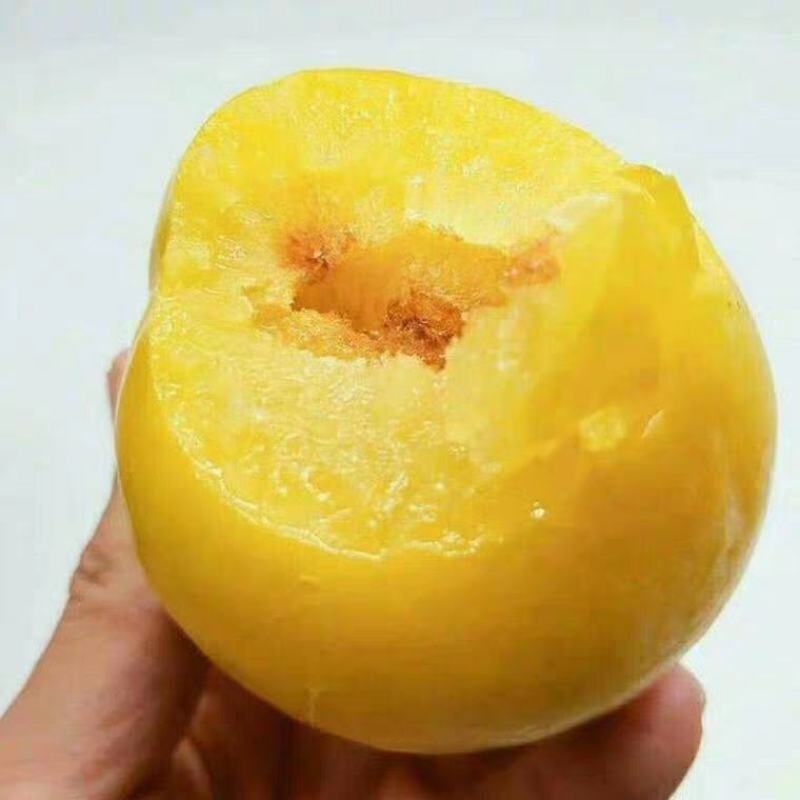 新品种，无核，无核，无核蜂糖李子苗个大超甜