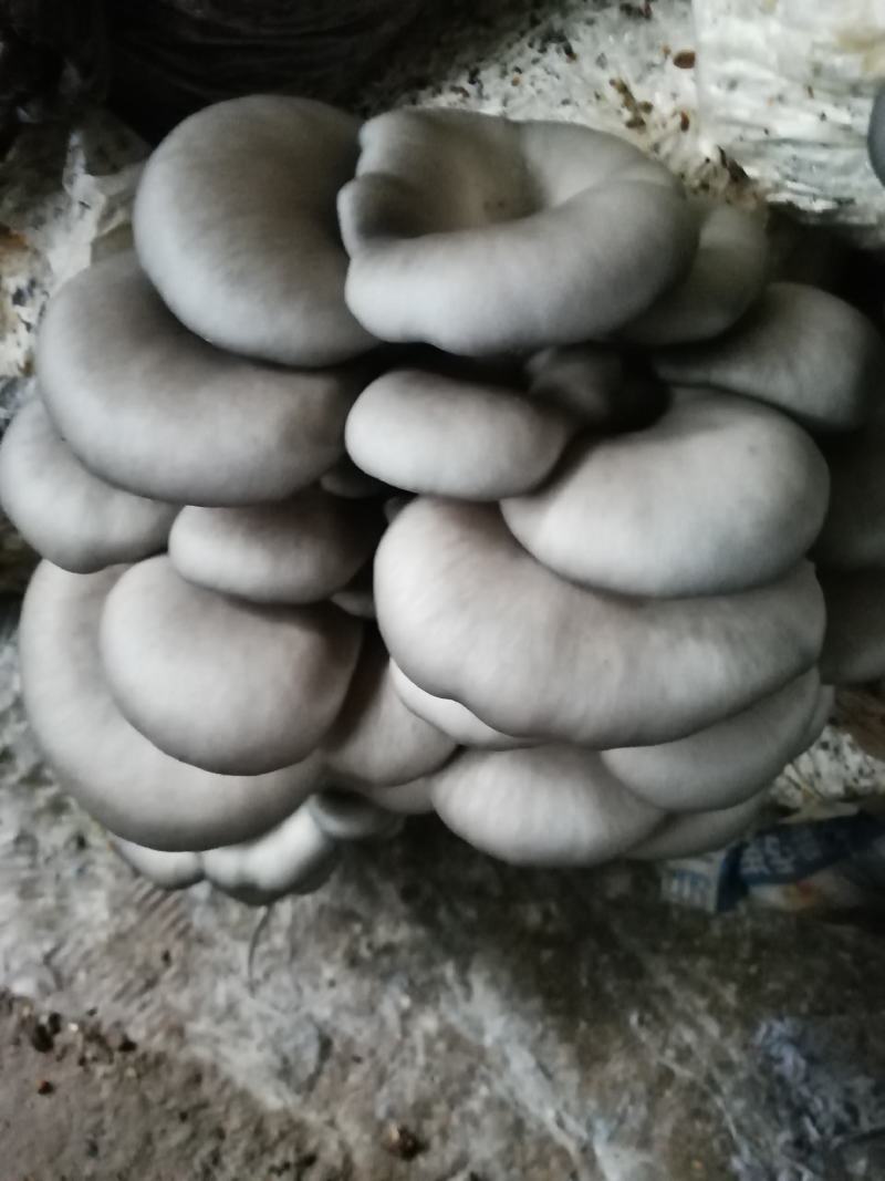 蘑菇种植基地！量大质优！诚信待客！欢迎各位老板前来打扰！