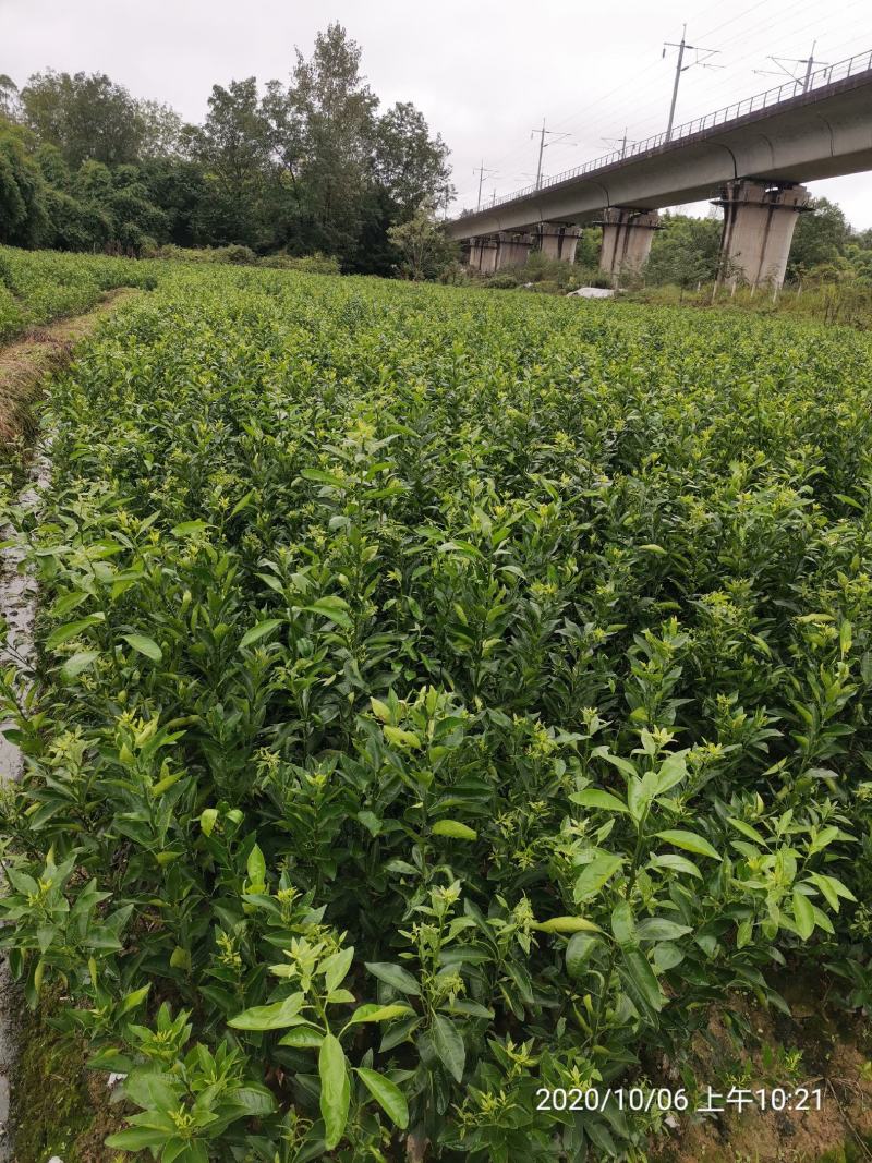纽荷尔脐橙苗、基地直销、支持视频看货、欢迎来电咨询