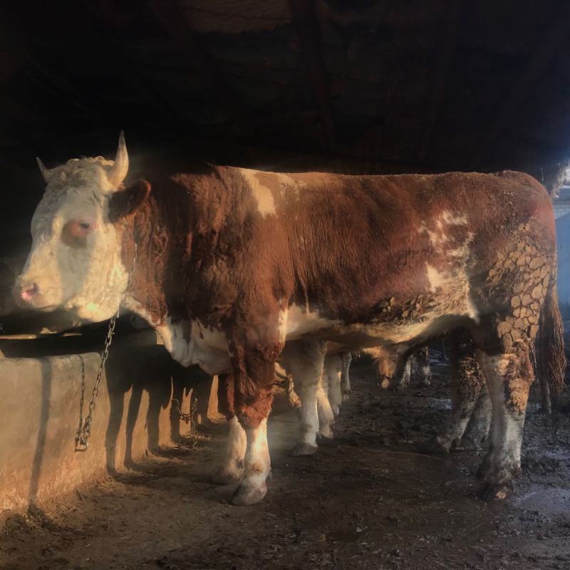 西门塔尔牛肉牛千斤肉牛按斤称过䅭货到付款