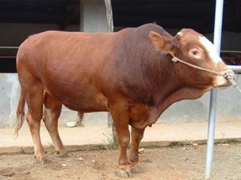 西门塔尔牛肉牛千斤肉牛按斤称过䅭货到付款