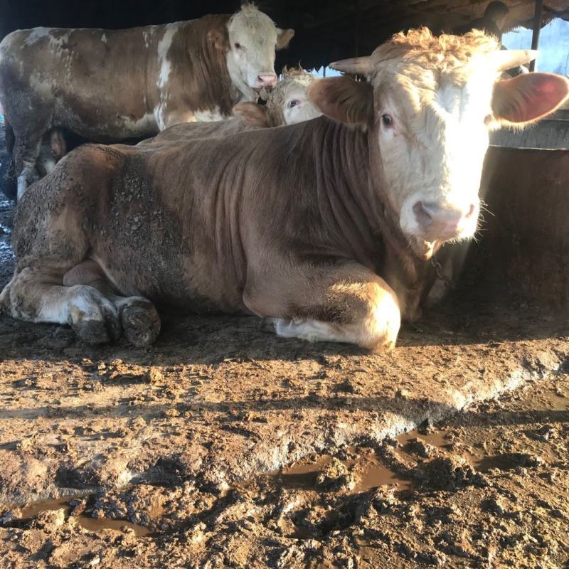 西门塔尔牛肉牛千斤肉牛按斤称过䅭货到付款