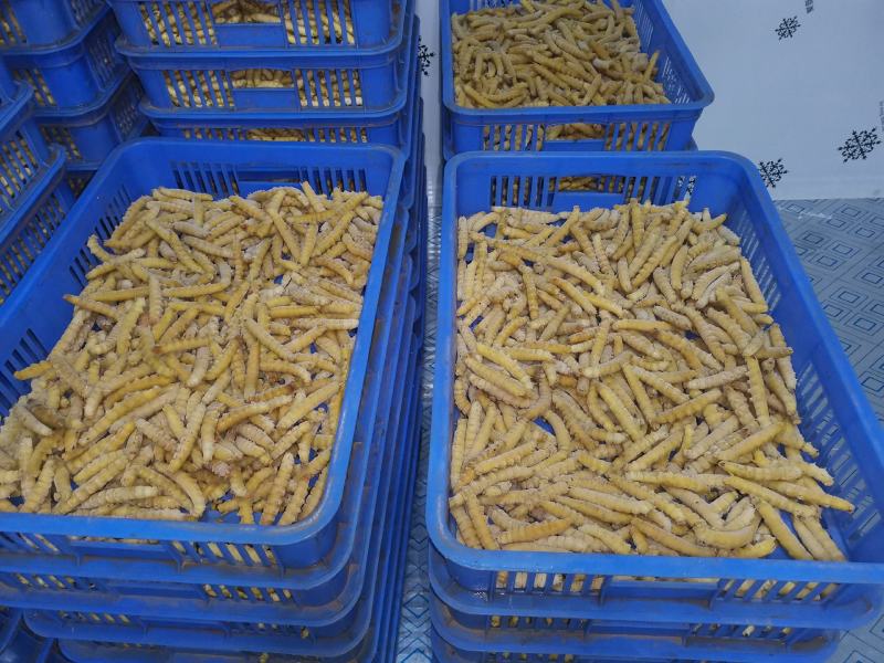 精选上品老虫高品质批发