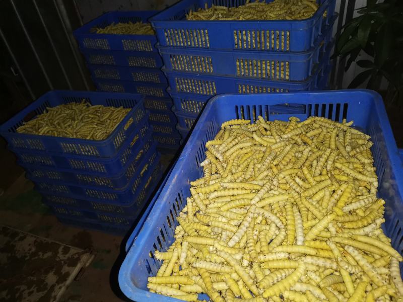 精选上品老虫高品质批发