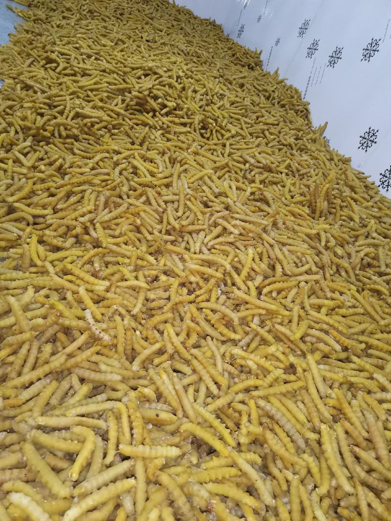 精选上品老虫高品质批发