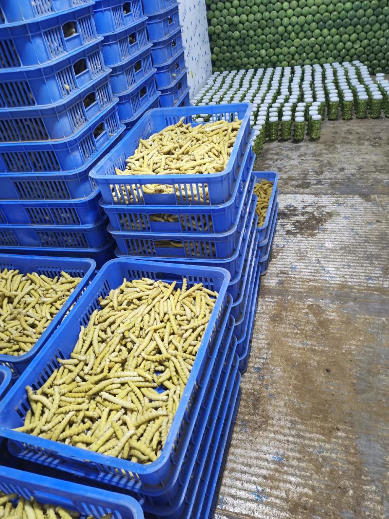 精选上品老虫高品质批发