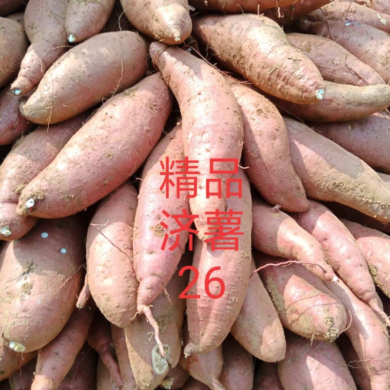 窖存精品红薯济薯25济薯26