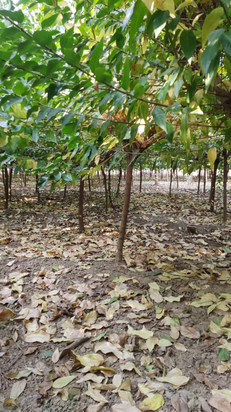 独杆腊梅2----8公分河南鄢陵