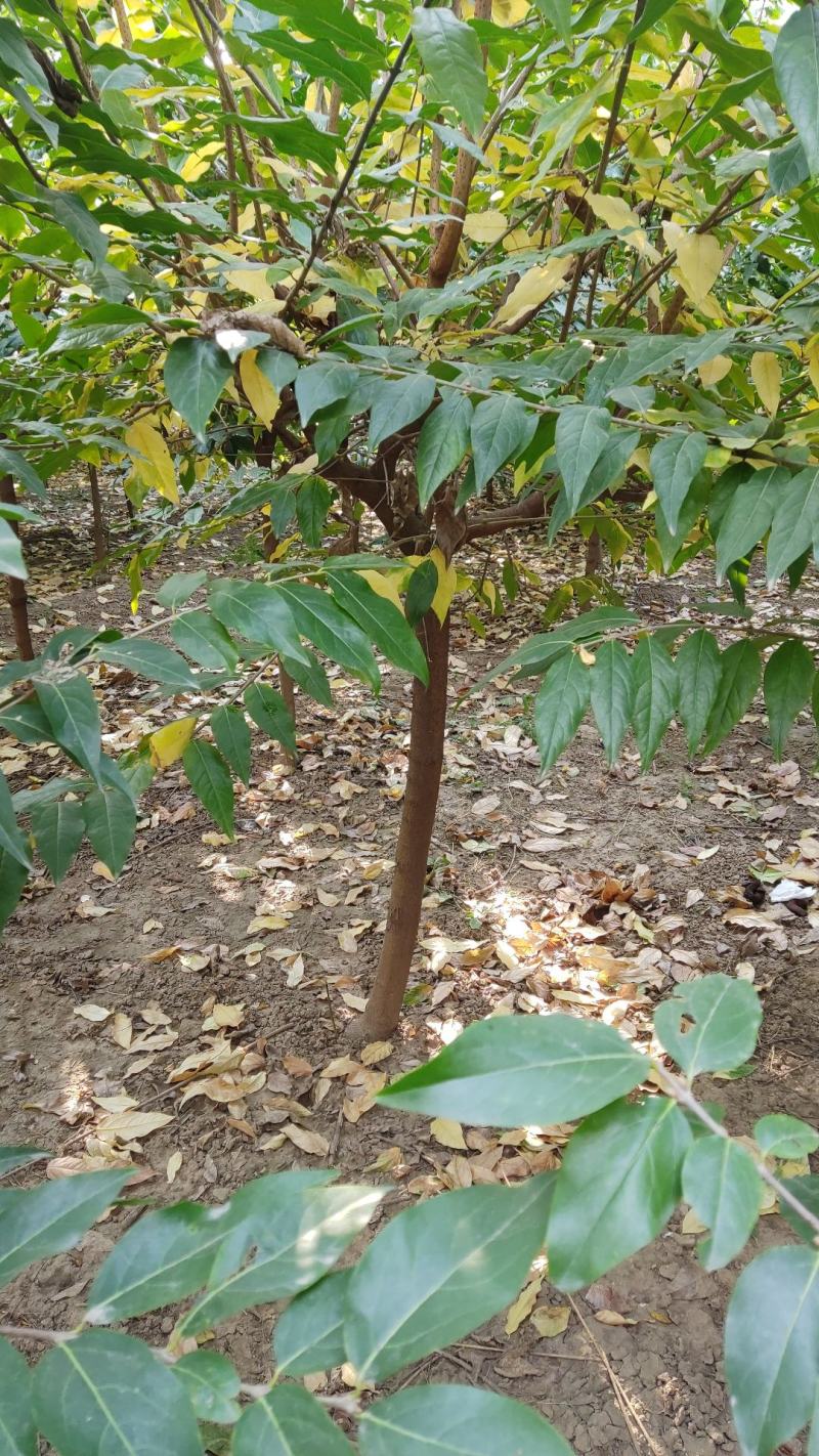 独杆腊梅2----8公分河南鄢陵