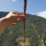 大凉山高山甜当归蔬菜当归营养价值丰富炖鸡炖鸭炖排骨非常好