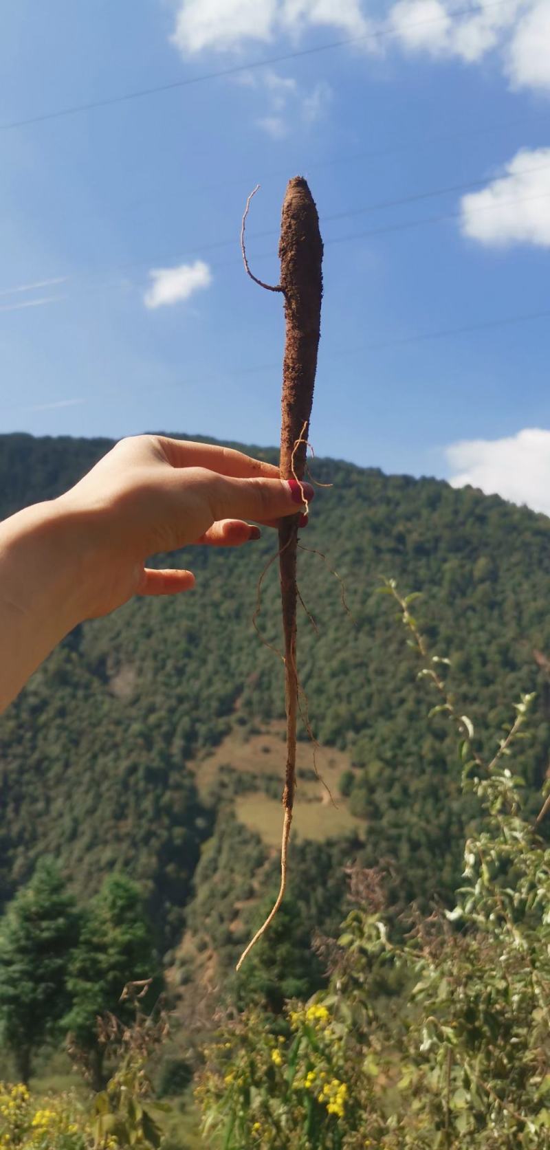 大凉山高山甜当归蔬菜当归营养价值丰富炖鸡炖鸭炖排骨非常好