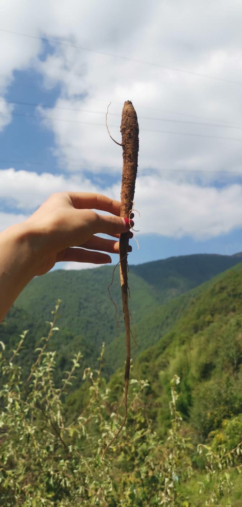 大凉山高山甜当归蔬菜当归营养价值丰富炖鸡炖鸭炖排骨非常好
