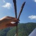 大凉山高山甜当归蔬菜当归营养价值丰富炖鸡炖鸭炖排骨非常好