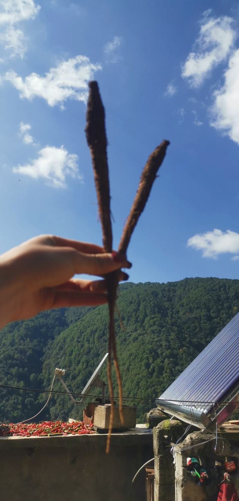 大凉山高山甜当归蔬菜当归营养价值丰富炖鸡炖鸭炖排骨非常好