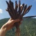 大凉山高山甜当归蔬菜当归营养价值丰富炖鸡炖鸭炖排骨非常好