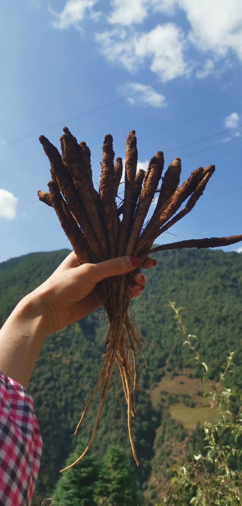 大凉山高山甜当归蔬菜当归营养价值丰富炖鸡炖鸭炖排骨非常好
