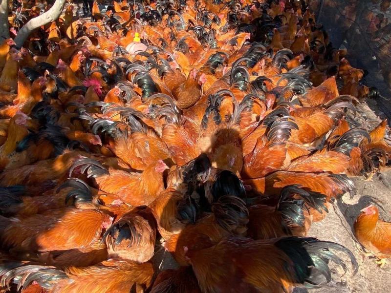 250天龄阉鸡，山头放养坚身实肉