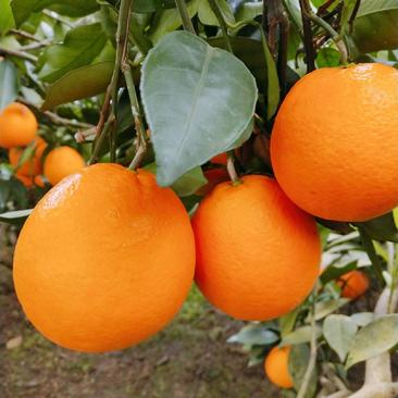 纽荷尔脐橙上亿斤的大产区果皮细腻口感甜，产地直供质量优良