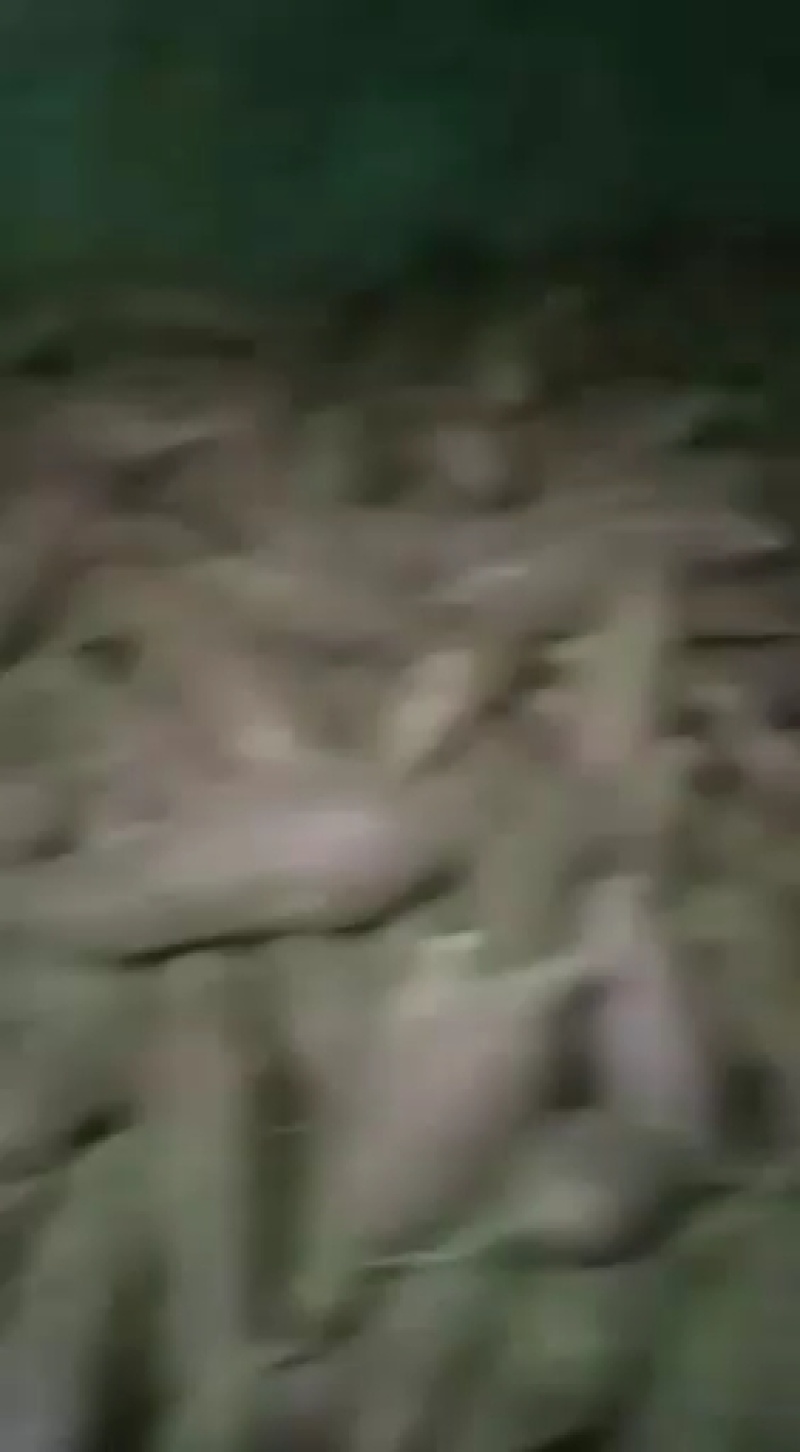 西瓜红，屋存，窖存红薯通货，商品薯开始出货中，可以分拣，