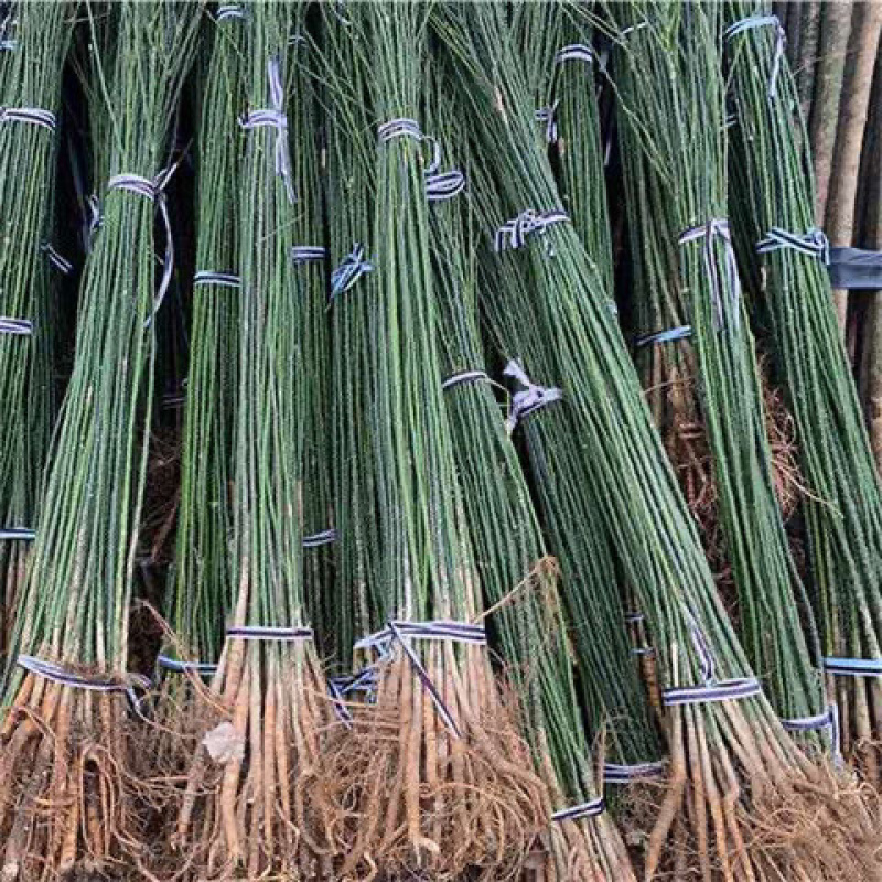 房前有槐升官发财国槐树苗槐树苗庭院别墅院栽招财龙爪槐