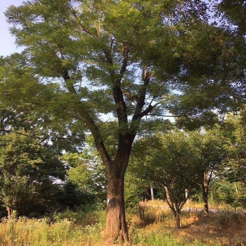 房前有槐升官发财国槐树苗槐树苗庭院别墅院栽招财龙爪槐